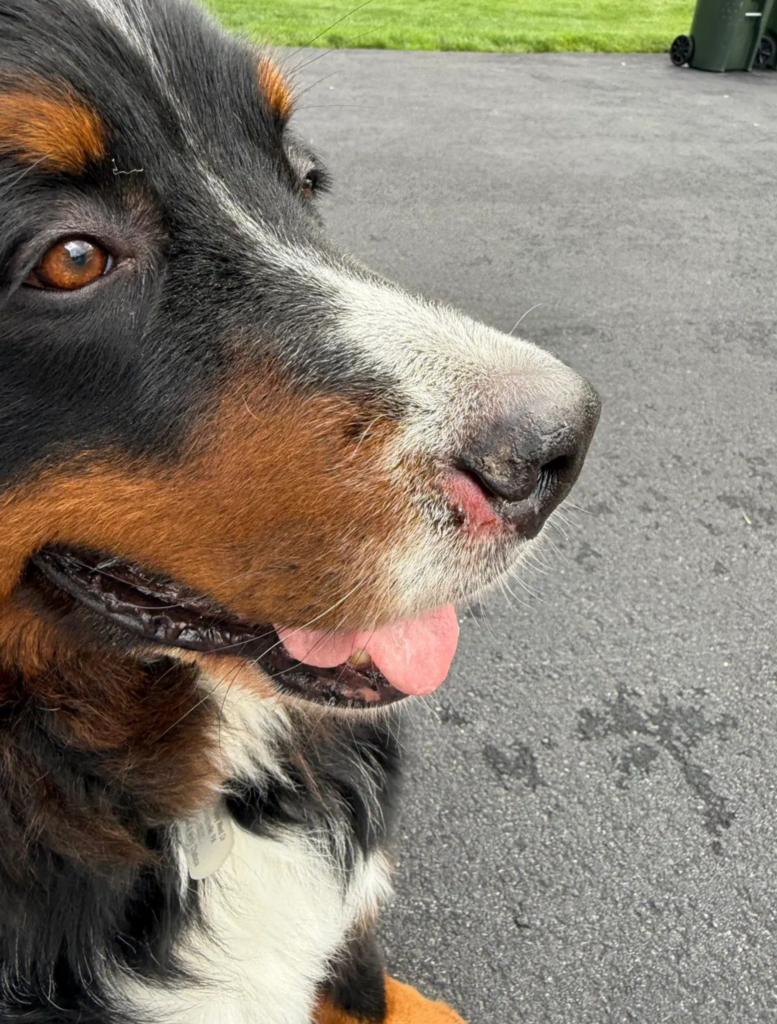 ai saved me a trip to the vet